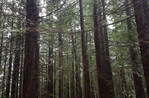 El Bosque de secuoyas del Monte Cabezón