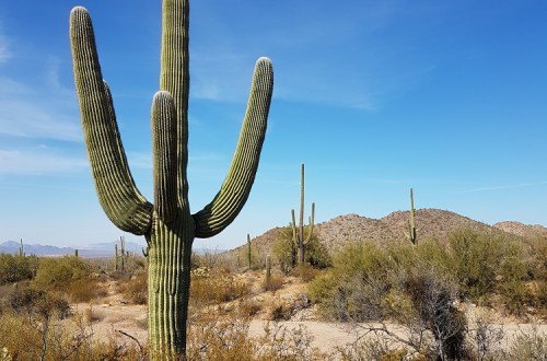 Saguaro National Park